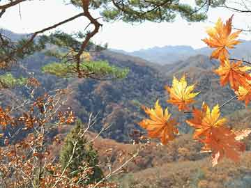 澳門(mén)四肖八碼期期準(zhǔn)免費(fèi)公開(kāi)_,專家意見(jiàn)解析_探索版90.354