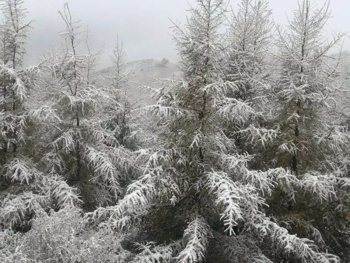 江蘇徐州下雪最新消息，雪落徐州，美景如畫，江蘇徐州雪落美景，雪飄如詩如畫