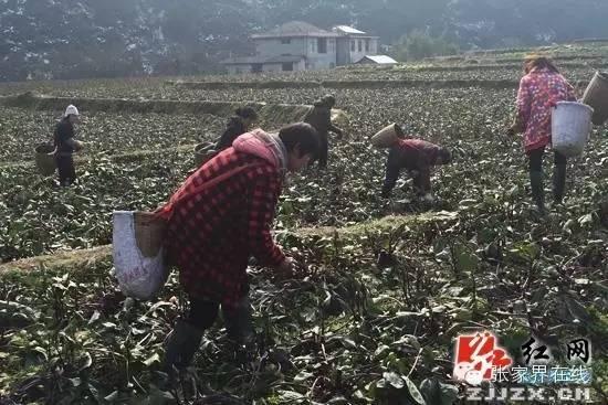 豬肉新聞最新消息，行業(yè)趨勢與市場動態(tài)深度解析，豬肉行業(yè)最新動態(tài)，市場趨勢深度解析及消息速遞